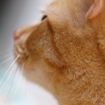 gato