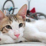 gato2