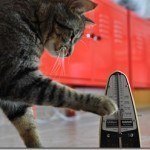gatojugando.jpg