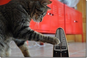 gato jugando