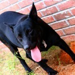 perro cavando2