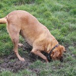 perro cavando3