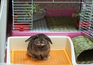 rabbit-cage-accessories
