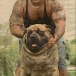 dueño y perro iguales
