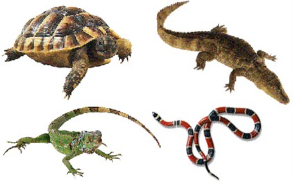 los-animales-vertebrados-reptiles