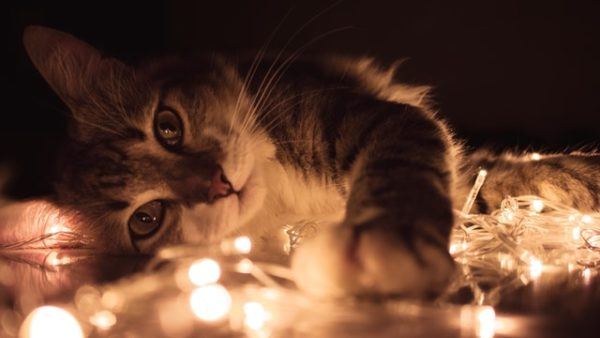 Cómo celebrar la Navidad con tu gato: ideas y consejos luces