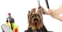cortar pelo mascota
