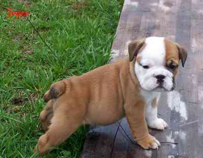 Cachorro-II