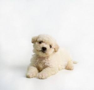 Perros de raza pequeña - AnimalesMascotas