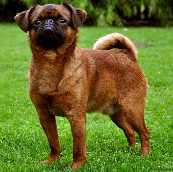 Perros de raza pequeña - AnimalesMascotas