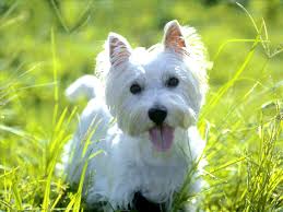 perros-de-raza-pequena-West-Highland-White-Terrier