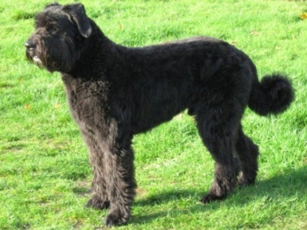 Perros de raza Grande - AnimalesMascotas