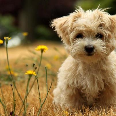 Cuales son las ventajas de castrar a tu perro