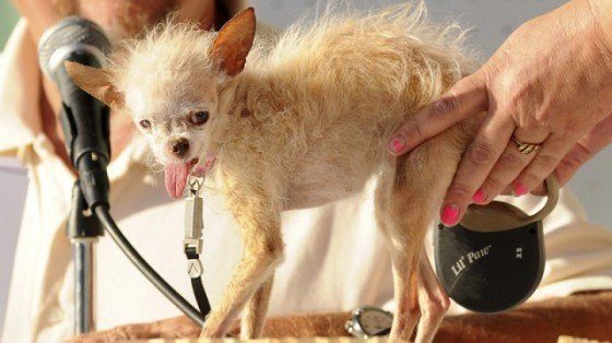 Yoda-Worlds-ugliest-dog-dies-640x359