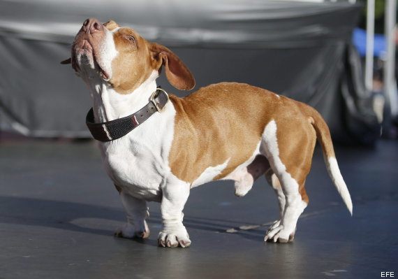 World''''''''''''''''s Ugliest Dog Contest