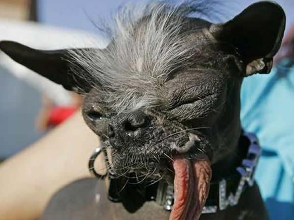 perros-mas-feos-del-mundo