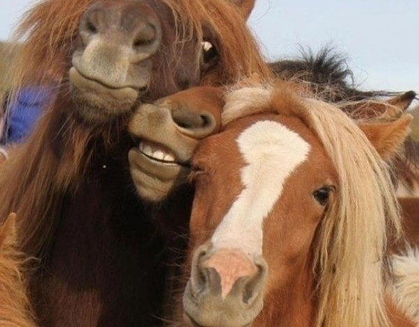 los-mejores-selfies-de-perros-gatos-y-mas-animales-caballos