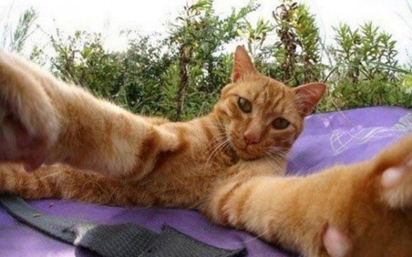 los-mejores-selfies-de-perros-gatos-y-mas-animales-gato