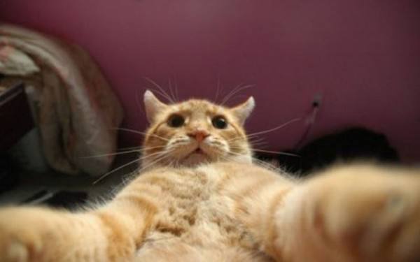 los-mejores-selfies-de-perros-gatos-y-mas-animales-gato-tumbado