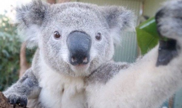 los-mejores-selfies-de-perros-gatos-y-mas-animales-koala