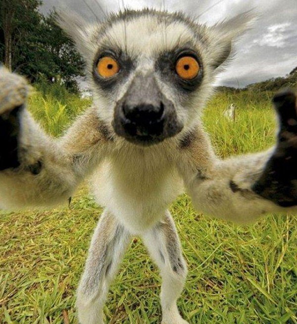 los-mejores-selfies-de-perros-gatos-y-mas-animales-lemur