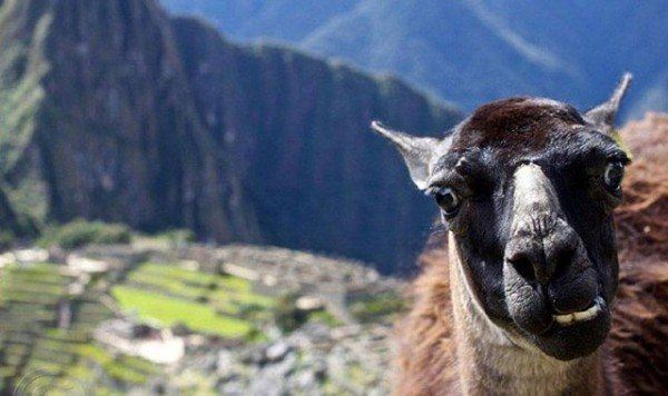 los-mejores-selfies-de-perros-gatos-y-mas-animales-llama