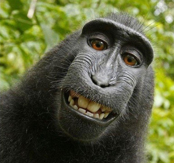 los-mejores-selfies-de-perros-gatos-y-mas-animales-mono