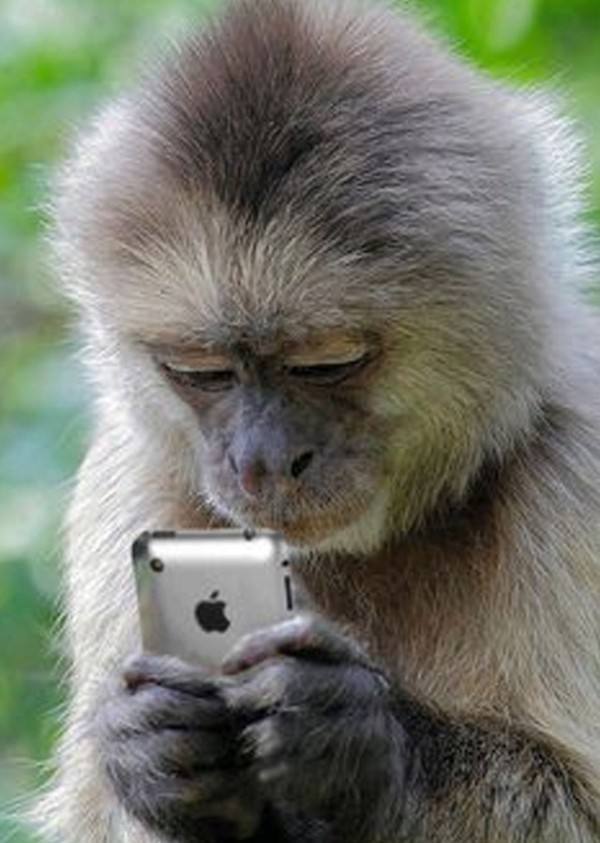 los-mejores-selfies-de-perros-gatos-y-mas-animales-mono-con-un-iphone