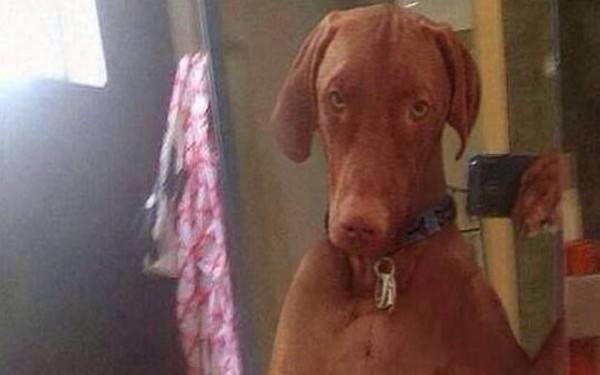 los-mejores-selfies-de-perros-gatos-y-mas-animales-perro-baño