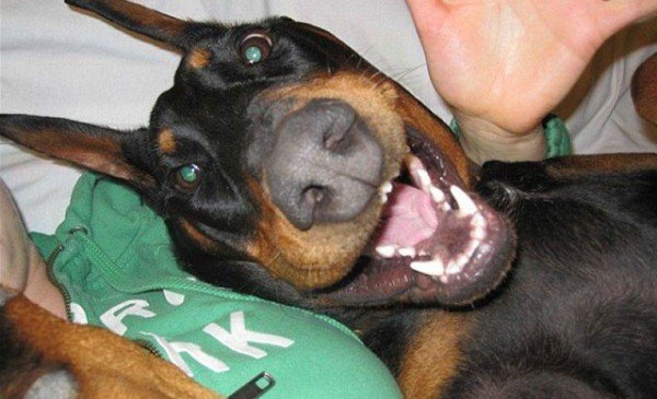 los-mejores-selfies-de-perros-gatos-y-mas-animales-perro-con-su-dueño