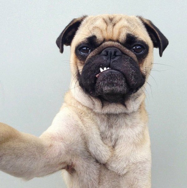 los-mejores-selfies-de-perros-gatos-y-mas-animales-perro-sacando-dientes