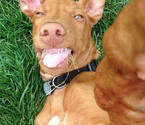 los-mejores-selfies-de-perros-gatos-y-mas-animales-perro-tumbado-en-el-cesped