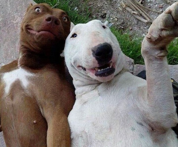 los-mejores-selfies-de-perros-gatos-y-mas-animales-perros-tumbados