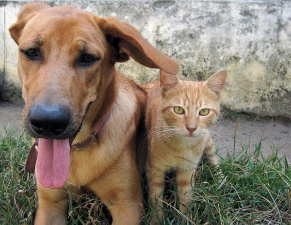 21 remedios caseros y naturales para mascotas