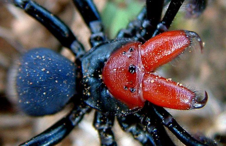 Las 13 arañas venenosas más peligrosas del mundo - AnimalesMascotas