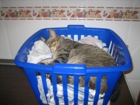 gato_durmiendo_cesta