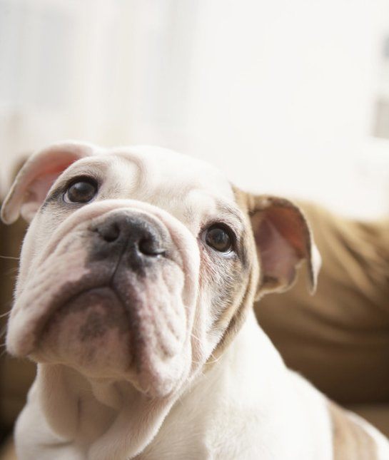las-10-razas-de-perro-preferidas-en-usa-eeuu-boxer