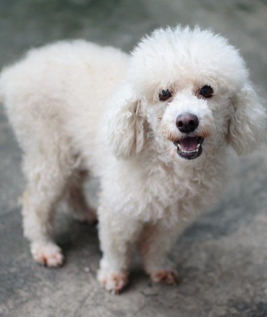 las-10-razas-de-perro-preferidas-en-usa-eeuu-caniche