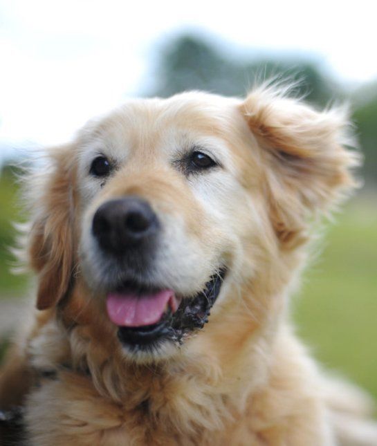 las-10-razas-de-perro-preferidas-en-usa-eeuu-golden-retriever