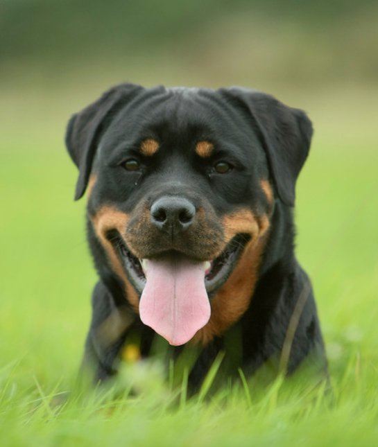 las-10-razas-de-perro-preferidas-en-usa-eeuu-rottweiler