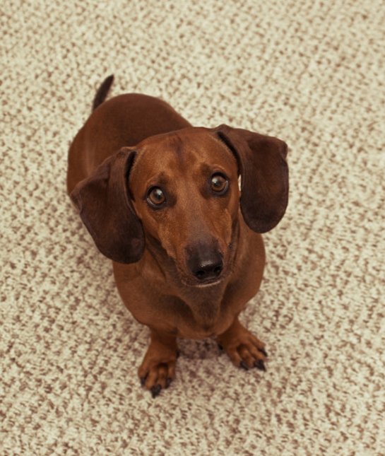 las-10-razas-de-perro-preferidas-en-usa-eeuu-teckel-perro-salchicha