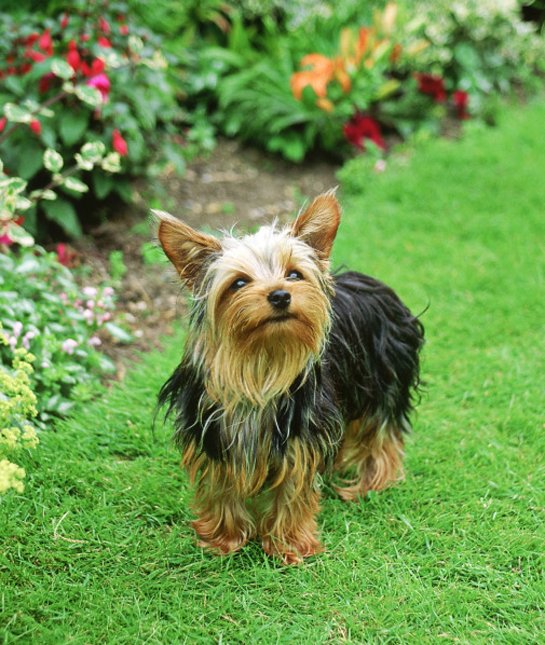 las-10-razas-de-perro-preferidas-en-usa-eeuu-yorkshire-terrier