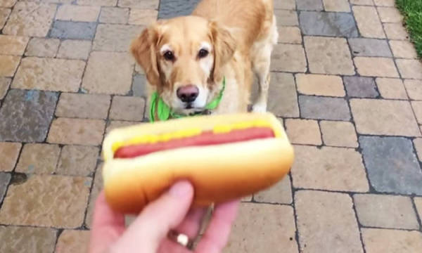 fritz perro sin coordinacion