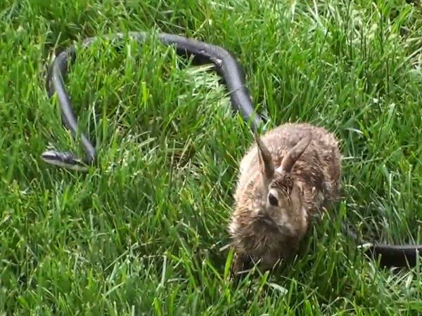 mama-conejo-pelea-con-una-serpiente-para-salvar-a-sus-conejitos