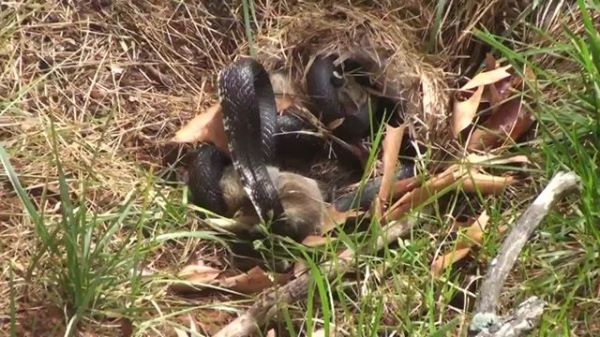 una-mama-conejo-pelea-con-una-serpiente-para-salvar-a-sus-conejitos-comienzo-video