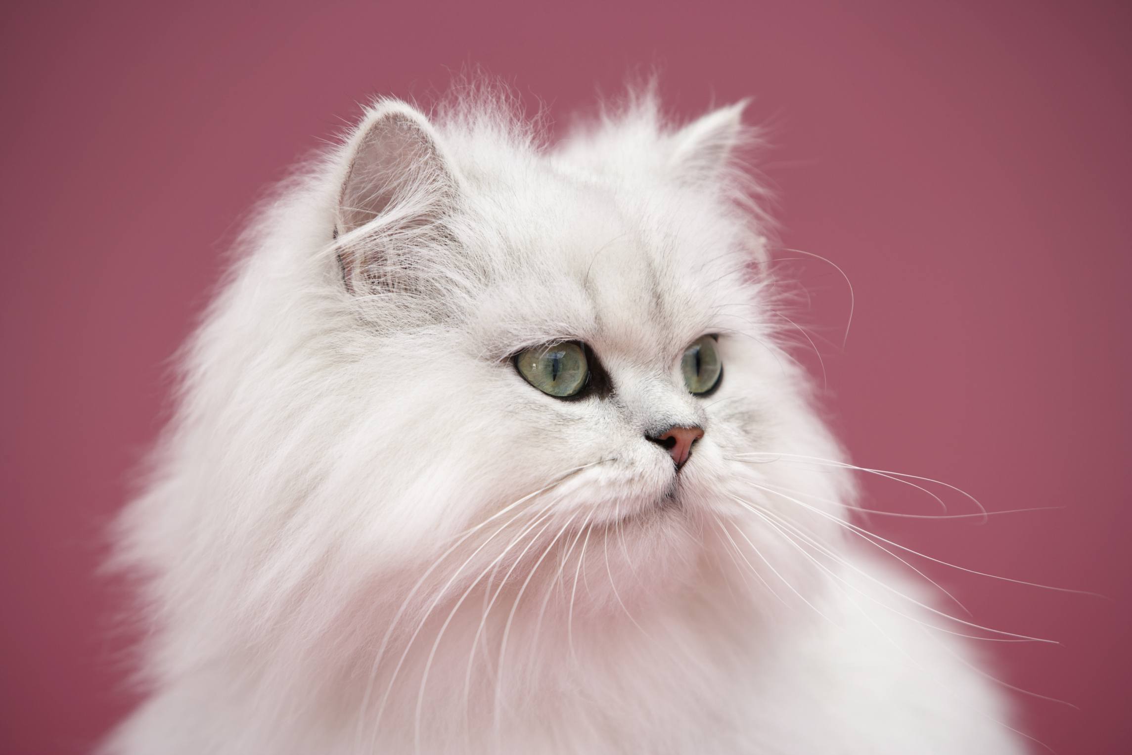Gato Persa Su Origen Historia Caracter sticas Y Cuidados QTWWM gato-persa-su-origen-historia-caracter-sticas-y-cuidados-qtwwm