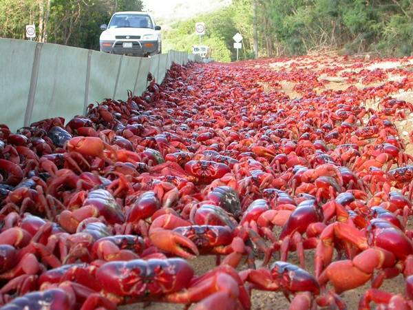 21-animales-que-solo-encontraras-en-un-lugar-del-mundo-cangrejos.isla.mavidad
