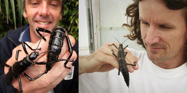 21-animales-que-solo-encontraras-en-un-lugar-del-mundo-langosta