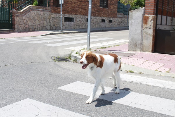 Lodi en la primera semana con el collar Scalibor