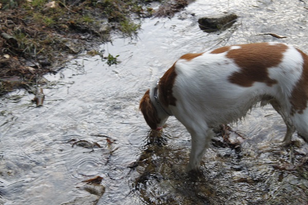 LODI disfrutando en el agua con el collar Scalibor